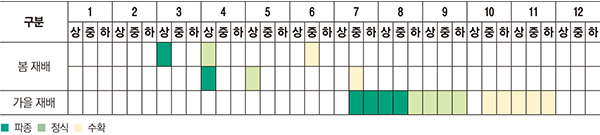 본포 정식을 기준하여 20∼30일 전에 파종한다. 배추는 파종 후 2∼3일경이면 발아가 완료되는데 일반 묘의 경우에는 발아 후 6∼8일경에 포트당 묘를 2개 정도 남기고 솎음하고 13∼15일경에 충실한 묘 1개만 남기고 관리한다. 