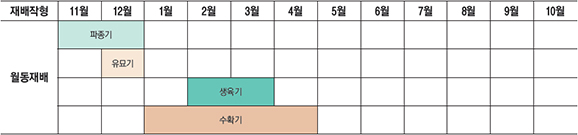 돌산갓은 봄재배, 여름재배, 가을재배, 월동재배가 가능하지만 만추성 품종이 보급되면서 작형의 구분이 모호해지고 주년 재배가 이루어지고 있다. 월동재배는 2기작의 목적 하에 재배하는데 첫째는 3~4월 장다리가 올라오기 직전 월동갓으로 출하가기 위함이고, 둘째는 주년재배를 위한 충분한 종자를 얻기 위한 채종목적이 있다. 기후가 온난한 남쪽지방에서 노지월동이 잘되고 특히 월동재배로 출하된 돌산갓은 재배기간이 90~120일로 영양도 풍부하고 김치를 담갔을 때 저장성이 높아 묵은지로도 오랜 기간 먹을 수 있다.