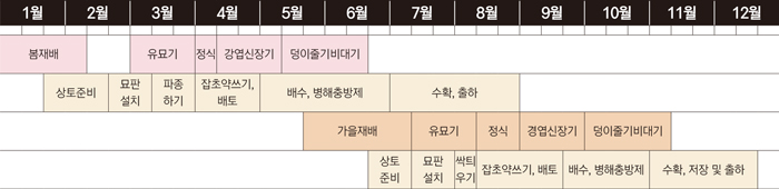 감자 봄 재배는 싹틔움 방식이 적합하다. 싹틔움상 설치는 아주심기(정식) 예정일로부터 약 20~25일 전, 즉 중부지방의 경우는 3월 상순부터 중순에 싹틔움상에 감자를 놓아 싹을 기른 후 3월 하순부터 4월 상순에 아주 심는다. 남부지방은 2월 중순부터 2월 하순에 싹틔움상에 씨감자를 놓아 싹을 기른 후 3월 상순부터 중순에 아주 심는다. 
