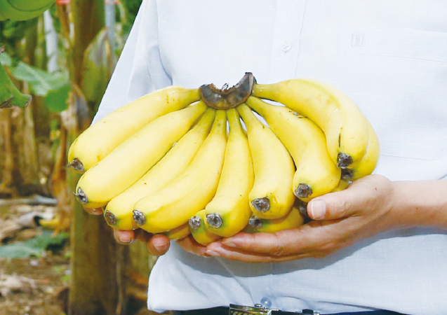 후숙까지 마친 바나나