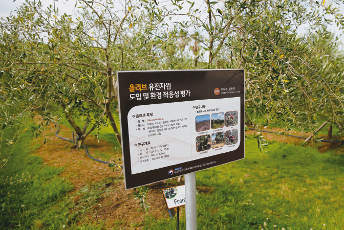 올리브 유전자원 환경 적응성 평가 장소