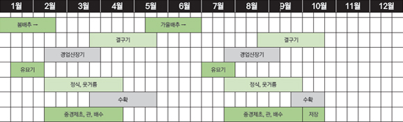 가을은 봄철과 달리 날이 갈수록 온도가 낮아지고 낮 길이가 짧아진다. 따라서 파종이나 아주심는 시기를 놓쳐 늦게 심으면 생육이 늦어져 수확하기 어려울 수 있으므로 제때 심는 것이 중요하다. 11월 중·하순에 배추를 수확할 경우, 8월 중하순부터 9월 초(중부지방 기준) 사이에 배추는 본잎 4매~5매 크기의 모종을 아주심기한다.