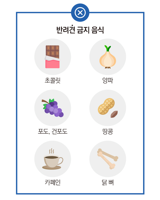 반려견 금지 음식 : 초콜릿, 양파, 포도(건포도), 땅콩, 카페인, 닭 뼈