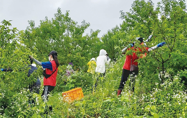개복숭아 따기 프로그램