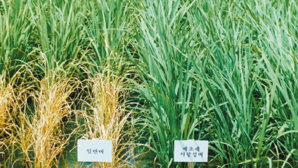 1963. 뽕 품종 재배 시범호