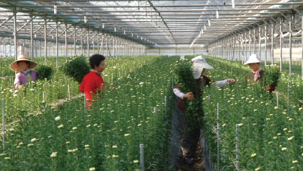 2009. 백마 수출국화 단지