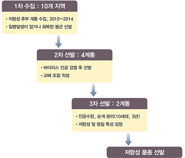 1차 수집: : 10개 지역 저항성 후부 계통 수집, 2010~2014 질병발생이 없거나 회복한 봉군 선발 2차 선발 : 4계통 바이러스 인공 감염 후 선발 교배 조합 작성 3차 선발 : 2계통 인공수정, 순계 분리(10세대, 3년) 저항성 및 형질 특성 검정 저항성 품종 선발