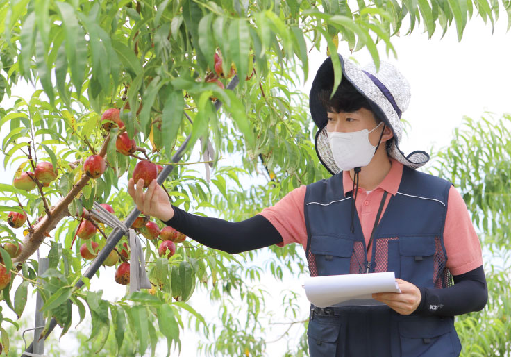 시범재배 중인 복숭아를 살펴보고 있는 황기동 연구사