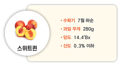 스위트퀸 수확기 7월 하순 과일 무게 280g 당도 14.4°Bx 산도 0.3% 이하