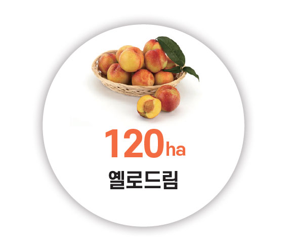120ha 옐로드림