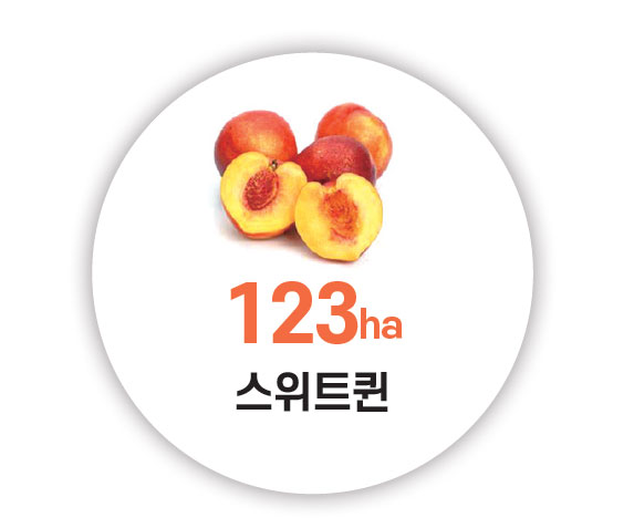 123ha 스위트퀸
