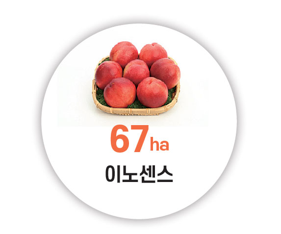 67ha 이노센스