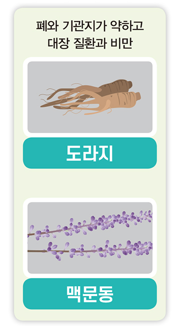 폐와 기관지가 약하고 대장 질환과 비만 도라지, 맥문동