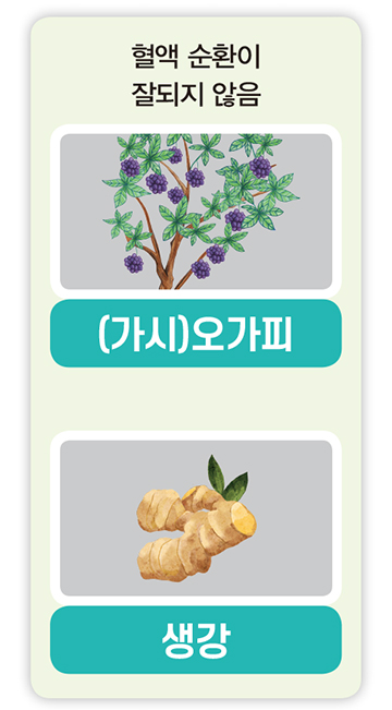 혈액 순환이 잘되지 않음 (가시)오가피, 생강