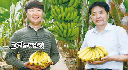 산청에서 청년농부가 유기농으로 생산한 국산 바나나의 특별한 맛