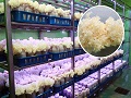 전북농업기술원, 부안 격포항에서 버섯소비촉진 행사 추진 