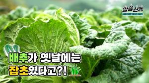 [알쓸신농] 한국인의 소울푸드 김치! 그런데 배추가 옛날에는 잡초였다?!