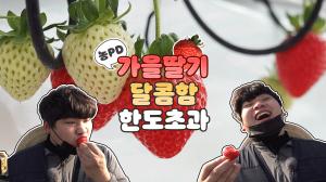 [농피디] 딸기의 달콤함은 한도초과
