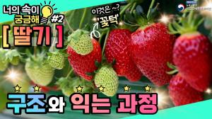 [너의속이궁금해] 딸기를 쪼개봤습니다!(🍓딸기구조🍓초고화질!)